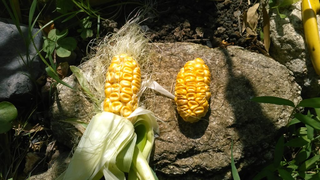 ２０１８年 春の野菜作りトウモロコシに挑戦 残念な結果 信 州 狂 人